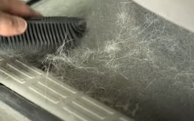 How to Remove Pet Hair From Your Car